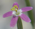Lady Bird's Centaury, Centaurium texens, CY (2)