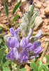 Largebract Indian Breadroot, Pediomelum cuspidatum (2)