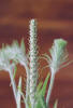 Largebracted Plantain, Plantago aristata, Hill