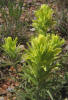 Lemon Paintbrush, Castilleja purpurea var citrina (1)