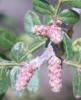 Little-leaf Sumac, Rhus microphylla (17)