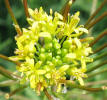 London Rocket, Sisymbrium irio (3)