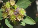 Lotebush, Ziziphus obtusifolia (13)