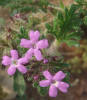 Low Verbena, Verbena pumila (1)