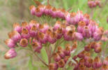 Marsh Fleabane, Pluchea purpurascens (2)