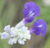 Mealy Sage, Salvia farinacea (6)