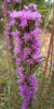 Narrow-leaf Gayfeather, Liatris mucronata (3)