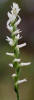 Nodding Ladies'-tresses, Spiranthes cernua, open, Hill (1)