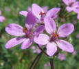 Pin-clover, Erodium cicutarium (9)