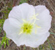 Pink Evening Primrose, Oenothera speciosa (2)