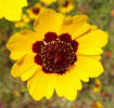 Plains Coreopsis, Coreopsis tinctoria