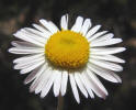 Plains Fleabane, Erigeron modestus (2)