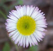 Plains Fleabane, Erigeron modestus