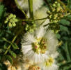 Prairie Acacia, Acacia angustissima