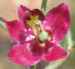 Prairie Sandbur, Krameria lanceolata (4)