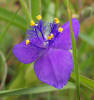 Prairie Spiderwort, Tradescantia occidentalis, A