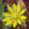 Prairie Stickleaf, Mentzelia reverchonii