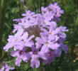Prairie Verbena, Verbena bipinnatifida (7)