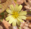 Prickly Lettuce, Lactuca serriola (1)