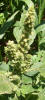 Redroot Pigweed, Amaranthus retroflexus (1)