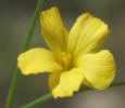Rock Flax, Linum rupestre, Val Verde (1)