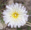 Rock Lettuce, Pinaropappus roseus (1)