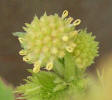 Rough Cocklebur, Xanthium strumarium (1)