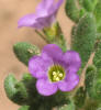 Sand-bell, Nama hispidum (3)