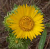 Saw-leaf Daisy, Grindelia papposa