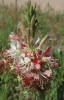 Scarlet Gaura, Gaura coccinea, B (2)