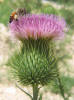 Scotch Thistle, Cirsium vulgare (3)
