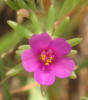 Shaggy Portulaca, Portulaca pilosa (4)