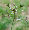 Shepherdspurse, Capsella bursa-pastoris (6)