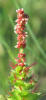 Shrubby Copperleaf, Acalypha phleoides (1)