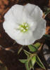 Silver Dwarf Morning-glory, Evolvulus sericeus (3)