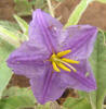 Silver-Leaf Nightshade, Solanum elaeagnifolium (6)