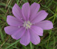 Skeleton Weed, Lygodesmia texana (1)