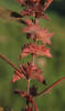 Slender Copperleaf, Acalypha gracilens, VZ (2)