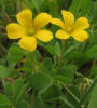 Slender Yellow Wood-Sorrel, Oxalis dillenii (4)