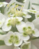 Snow-on-the-Mountain, Euphorbiaceae marginata (7)