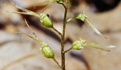 Southern Twayblade, Listera australis, Hill (5)