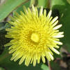 Sow Thistle, Sonchus asper (2)