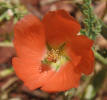 Spear Globemallow, Sphaeralcea hastulata (5)