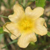 Spreading Fanpetals, Sida abutifolia (7)