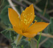 Stickleaf, Mentzelia oligosperma (5)