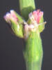 Striped Smartweed, Polygonum striatulum (3)