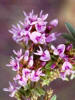 Tall Bushclover, Lespedeza stuevei, Hill (1)