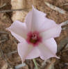 Texas Bindweed, Convolvulus equitans (1)