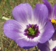 Texas Bluebells, Eustoma grandiflorum (3)