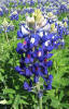 Texas Bluebonnet, Lupinus texenis (2)